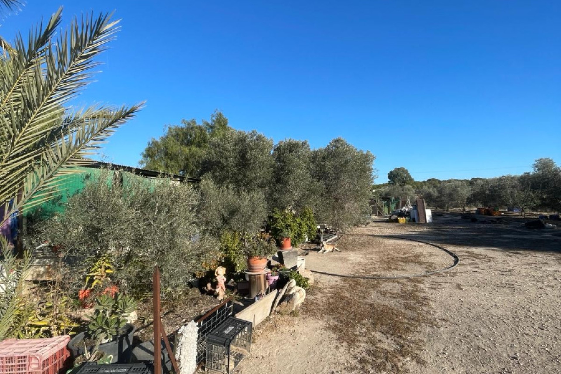 Sale - Finca - Elche - La Marina