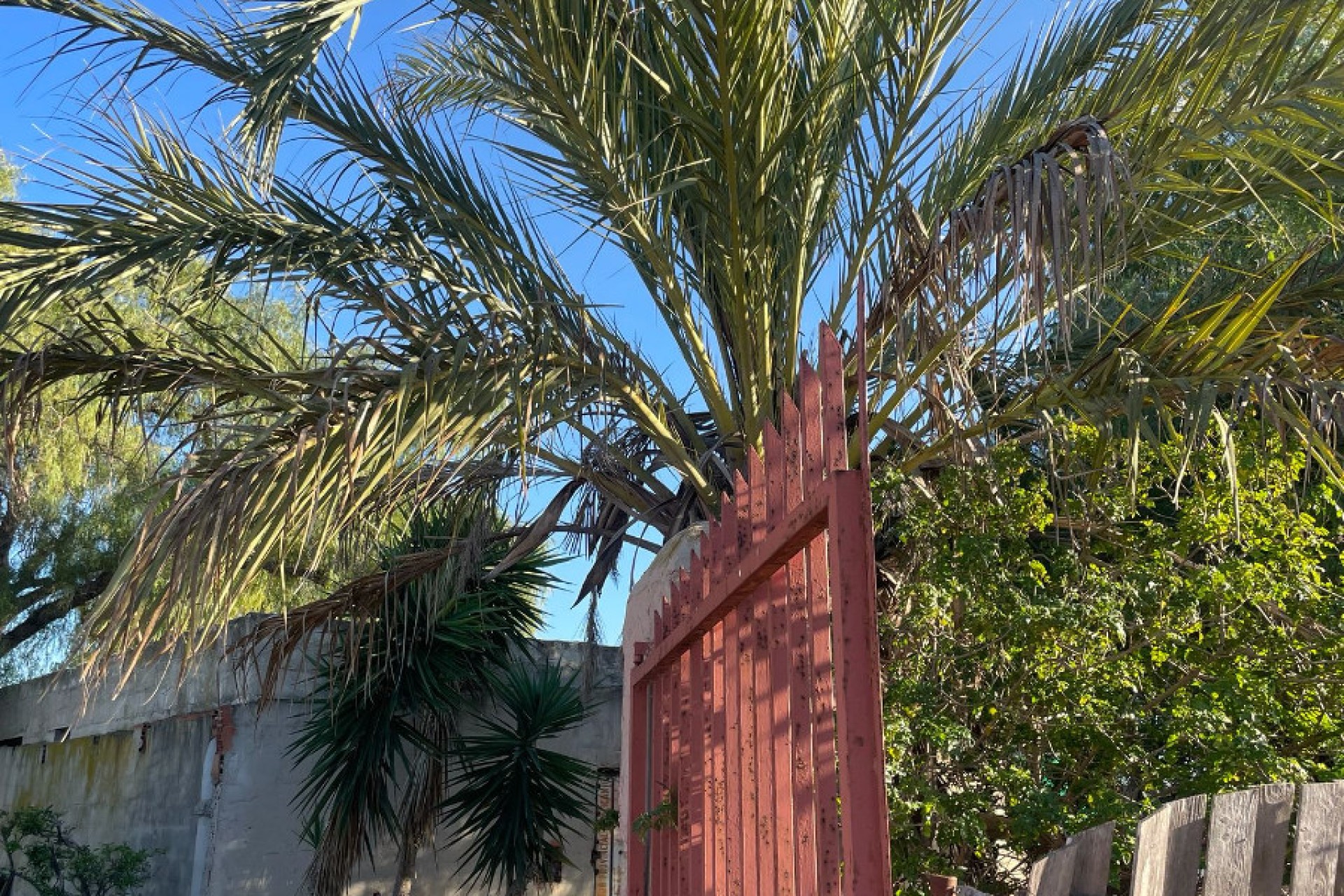 Sale - Finca - Elche - La Marina