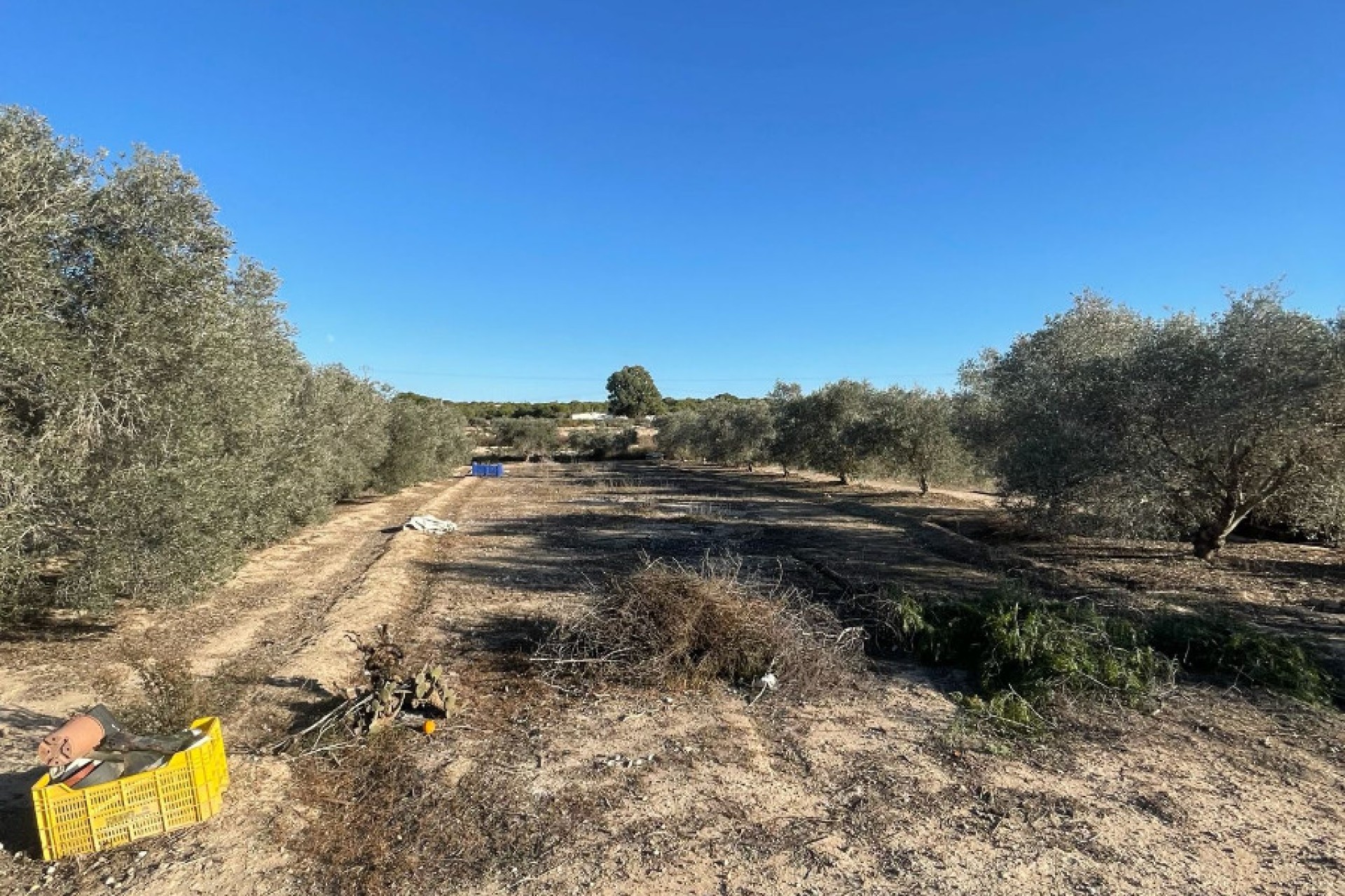 Sale - Finca - Elche - La Marina