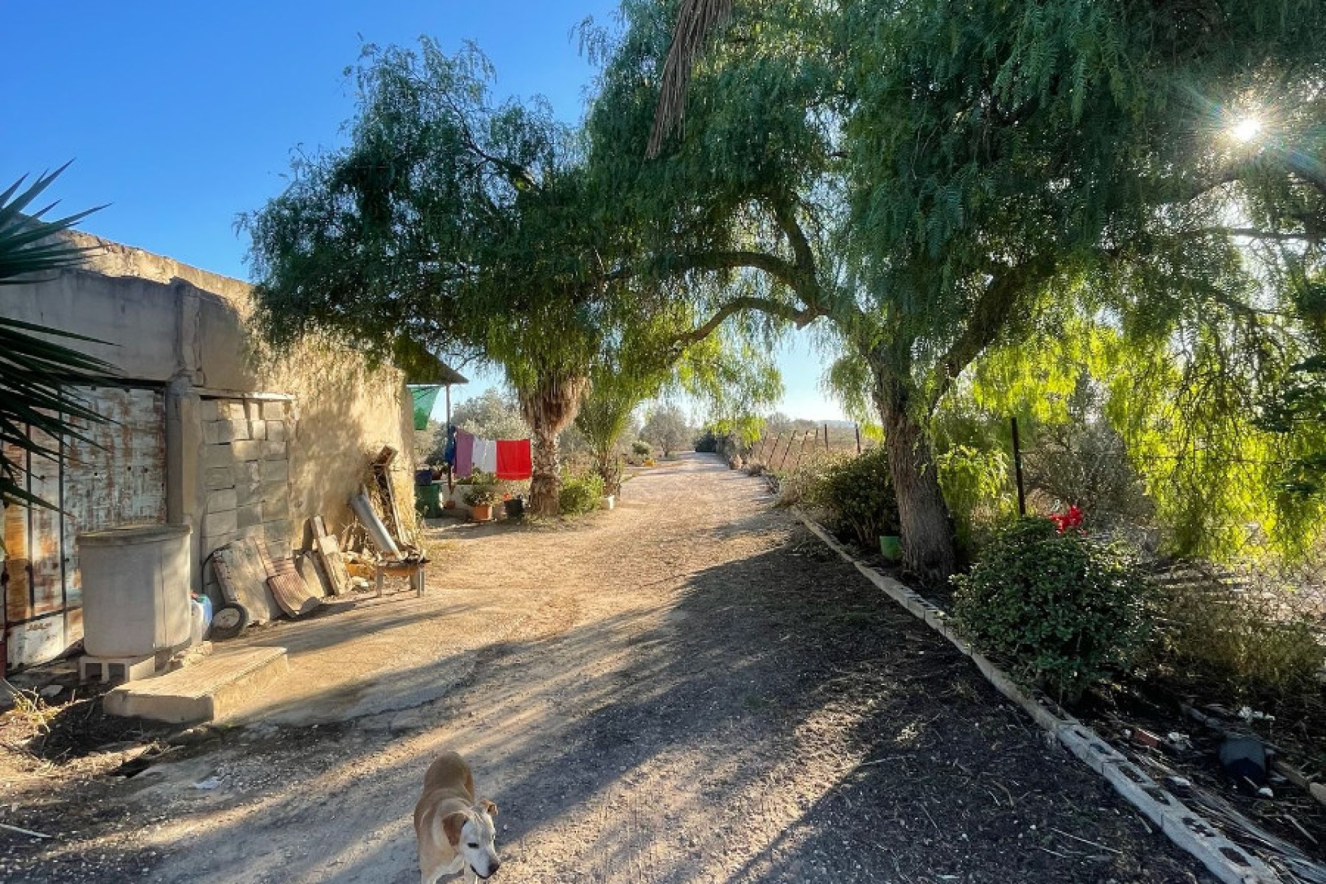 Sale - Finca - Elche - La Marina