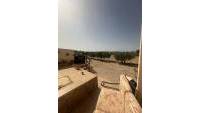 Sale - Finca - Elche - Partida Daimes, La Hoya