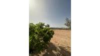 Sale - Finca - Elche - Partida Daimes, La Hoya