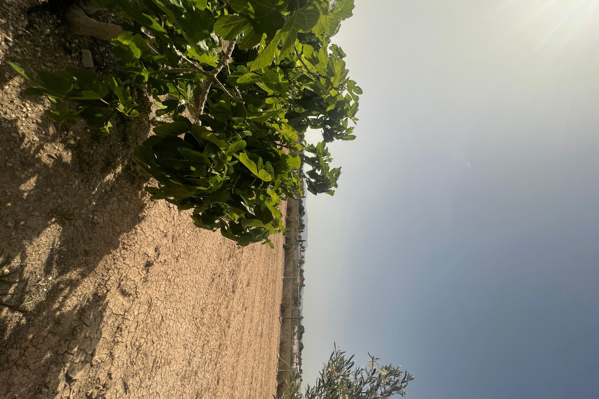 Sale - Finca - Elche - Partida Daimes, La Hoya