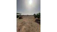 Sale - Finca - Elche - Partida Daimes, La Hoya