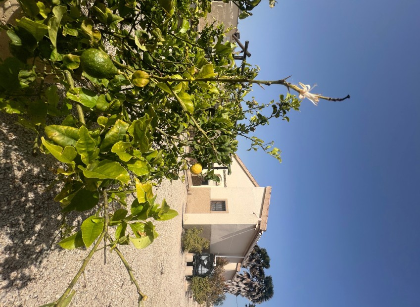 Sale - Finca - Elche - Partida Daimes, La Hoya