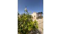 Sale - Finca - Elche - Partida Daimes, La Hoya