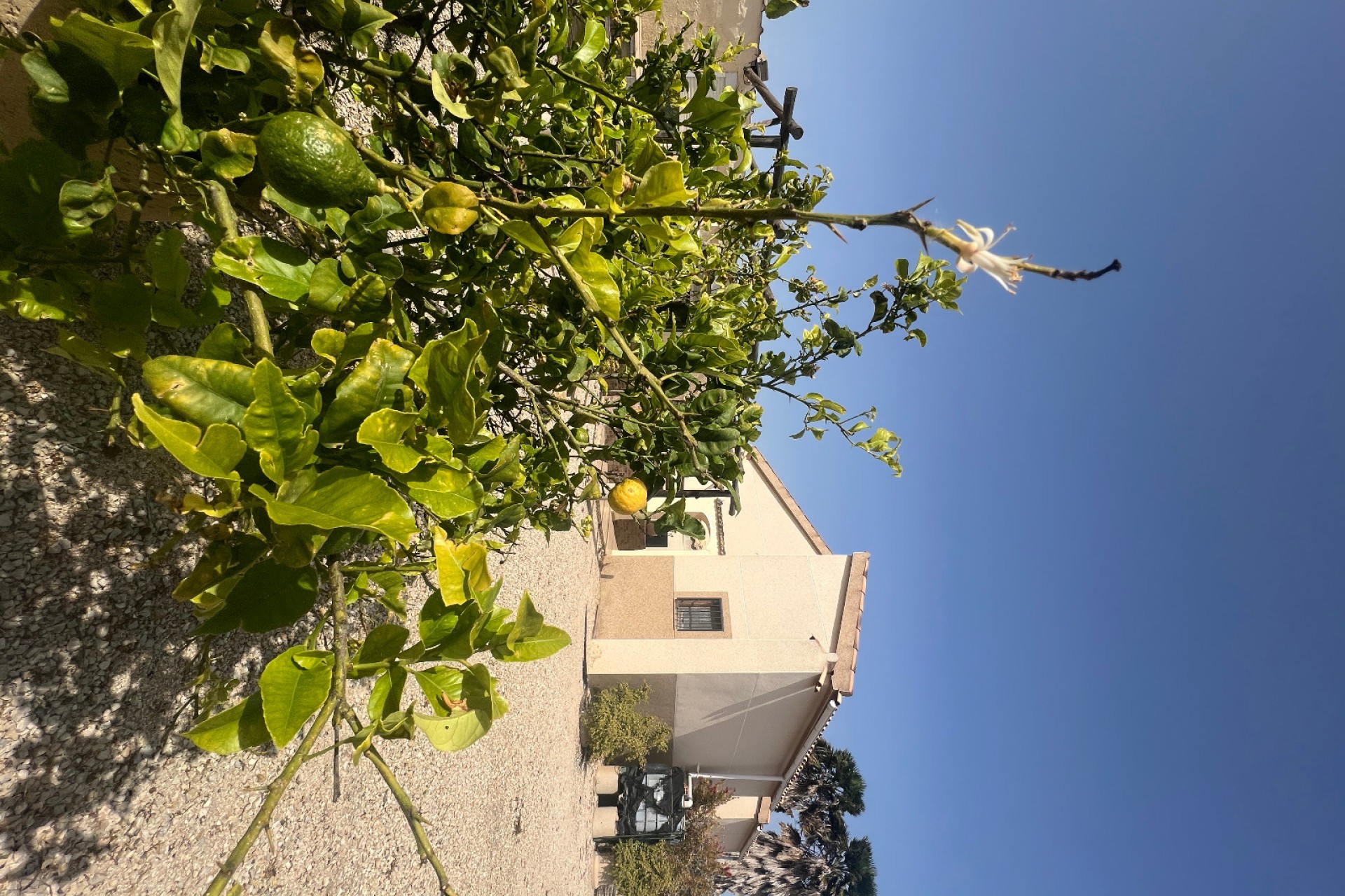 Sale - Finca - Elche - Partida Daimes, La Hoya