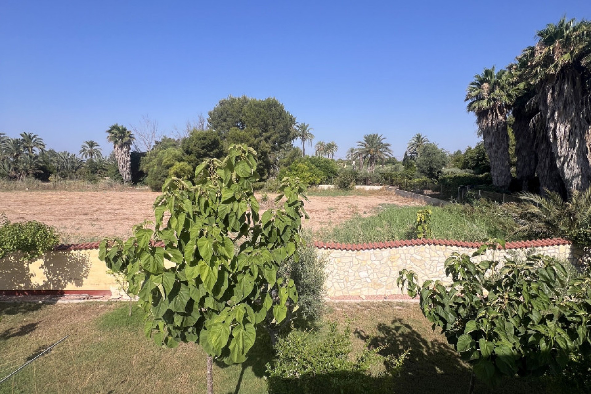 Sale - Finca - Elche - Partida Daimes, La Hoya