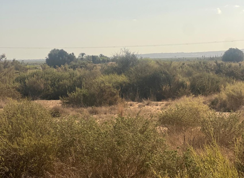 Sale - Grundstück - Elche - El Pinet 