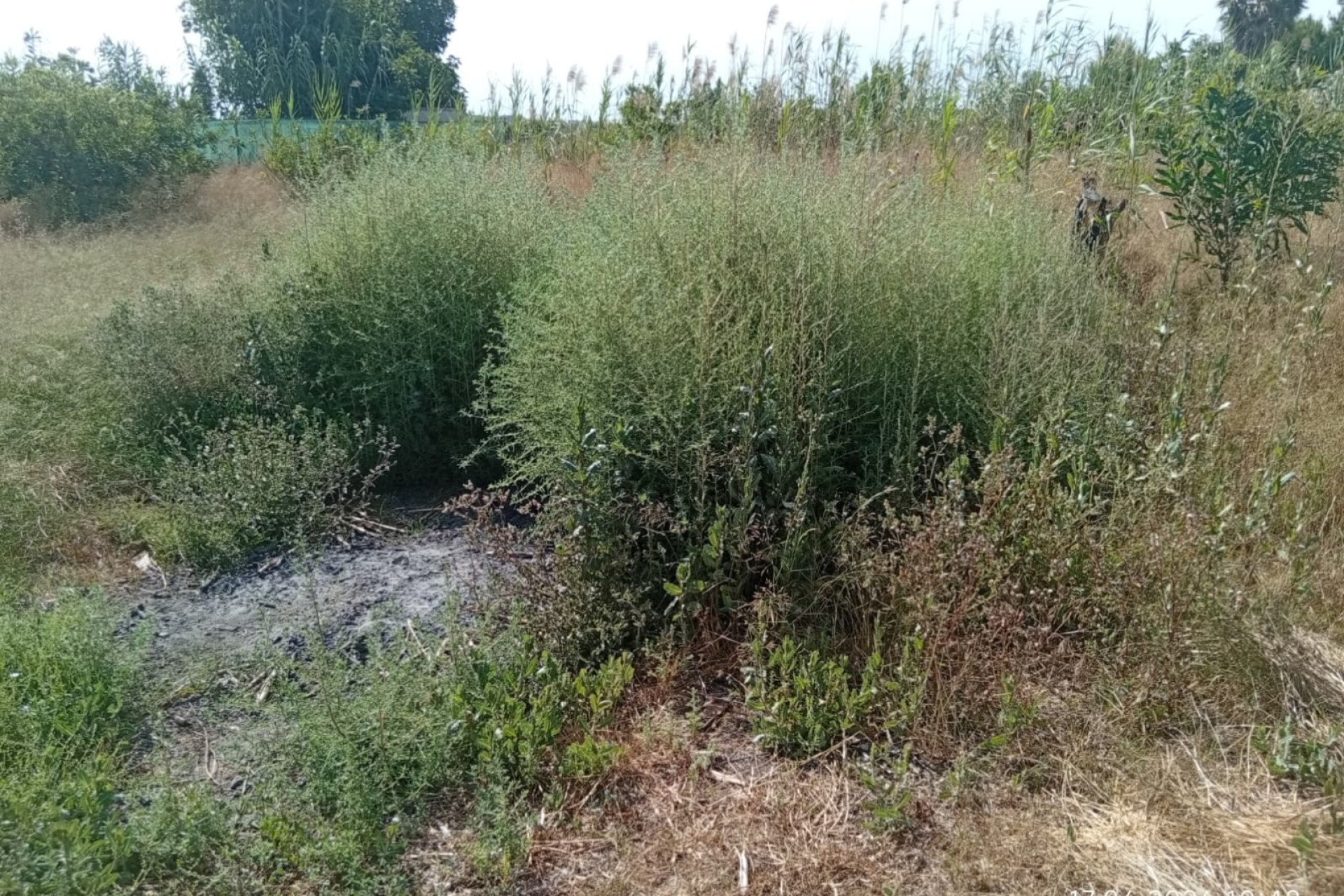 Sale - Plot - Guardamar del Segura - Guardamar