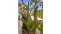 Sale - Villa - San Fulgencio - Urb. La Marina