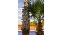 Sale - Villa - San Fulgencio - Urb. La Marina