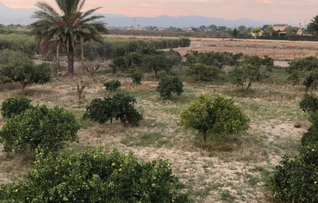 Sale - Finca - Elche - La Marina