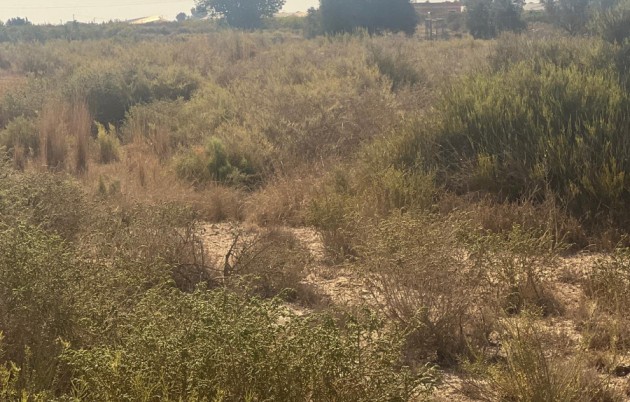 Sale - Plot - Elche - El Pinet