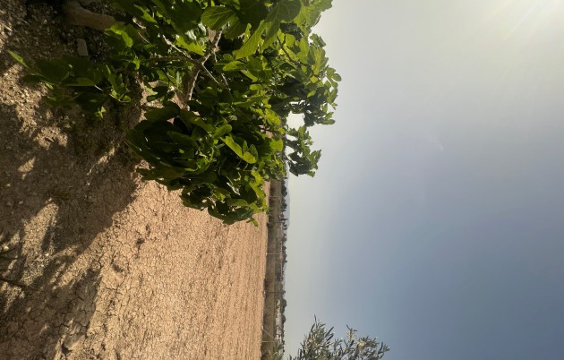 Sale - Finca - Elche - Partida Daimes, La Hoya