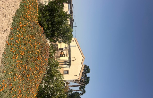 Sale - Finca - Elche - Partida Daimes, La Hoya