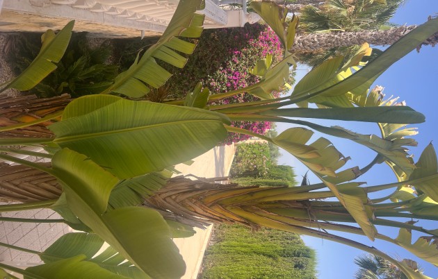 Sale - Villa - San Fulgencio - Urb. La Marina