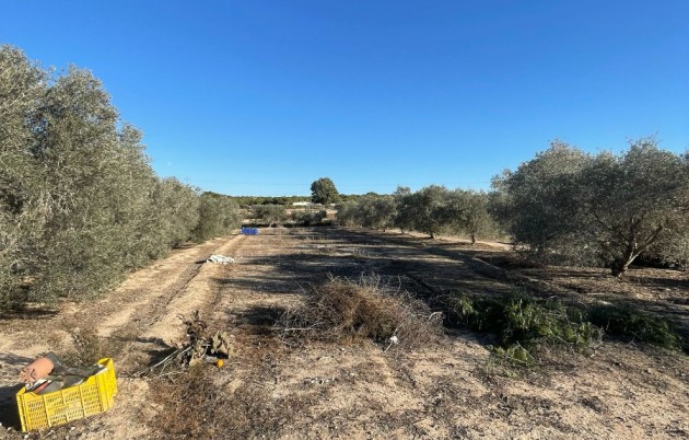 Sale - Finca - Elche - La Marina