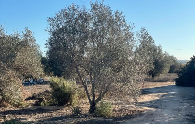 Sale - Finca - Elche - La Marina