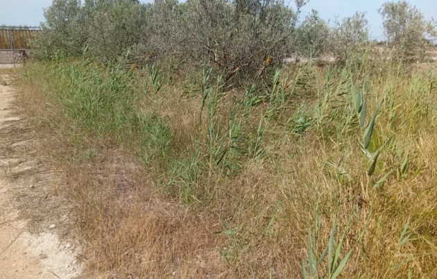 Sale - Plot - Guardamar del Segura - Guardamar