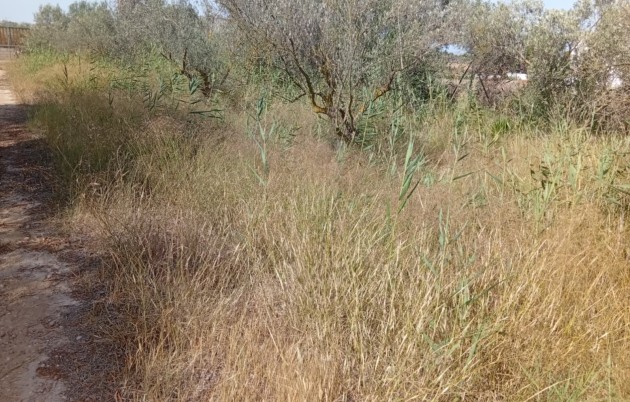 Sale - Plot - Guardamar del Segura - Guardamar