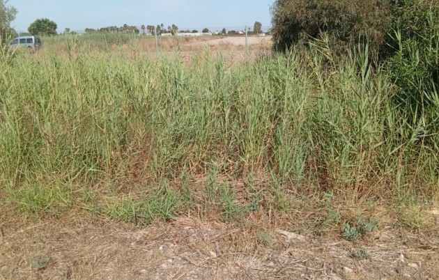 Sale - Plot - Guardamar del Segura - Guardamar