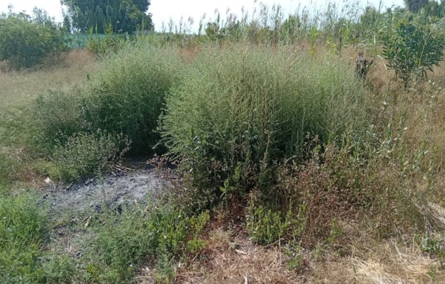 Sale - Plot - Guardamar del Segura - Guardamar