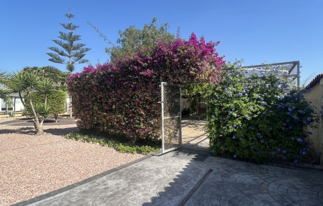 Sale - Finca - Elche - Partida Daimes, La Hoya