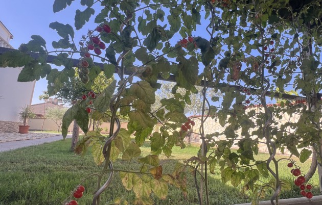 Sale - Finca - Elche - Partida Daimes, La Hoya